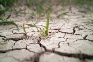 Урожай-2021 находится под угрозой из-за засухи – эксперт